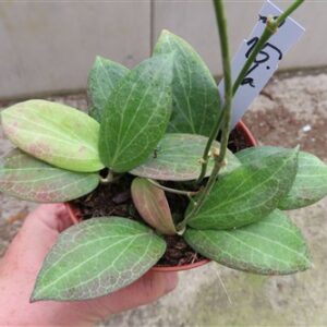 Hoya fitchii