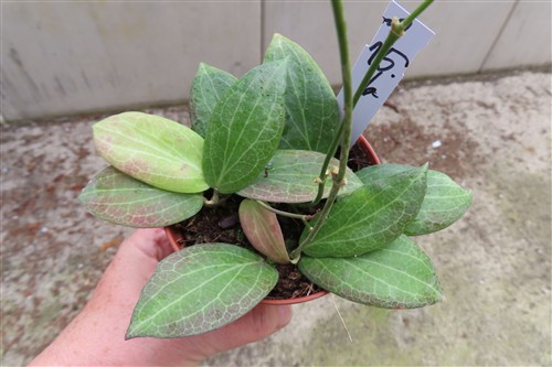 Hoya fitchii