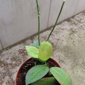 Hoya fitchii