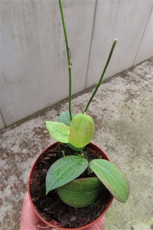 Hoya fitchii