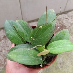 Hoya fitchii