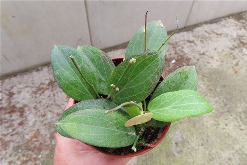 Hoya fitchii