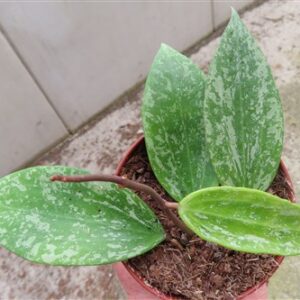 Hoya sp. Rangsan Star of Borneo