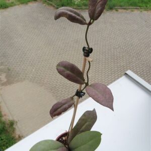 Hoya Mitrata silver
