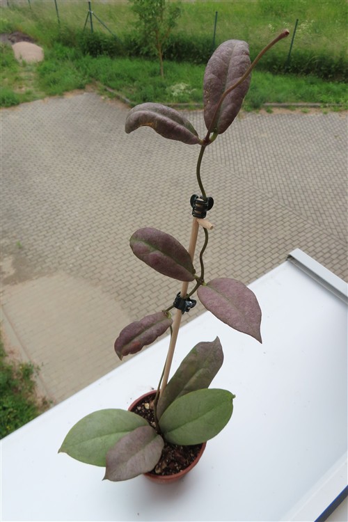 Hoya Mitrata silver
