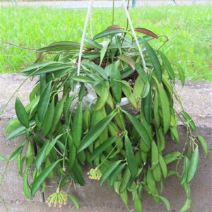 Hoya wayetii