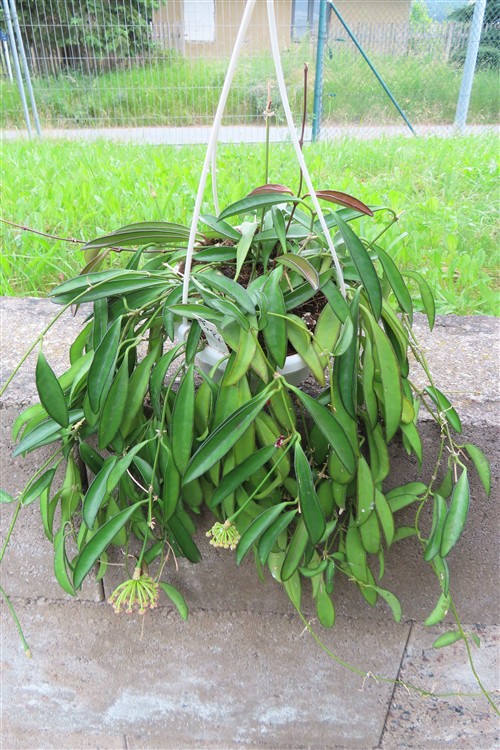 Hoya wayetii