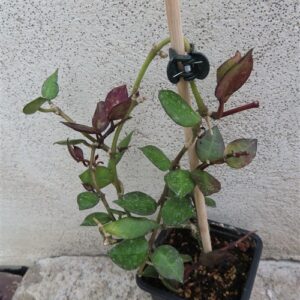 Hoya krohniana Black Leaves
