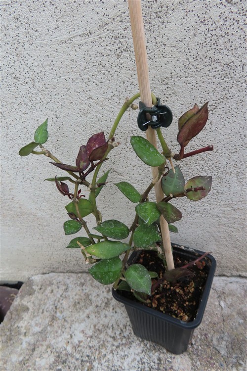 Hoya krohniana Black Leaves
