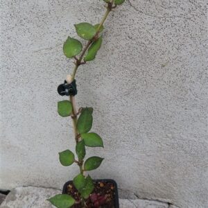 Hoya krohniana Black Leaves