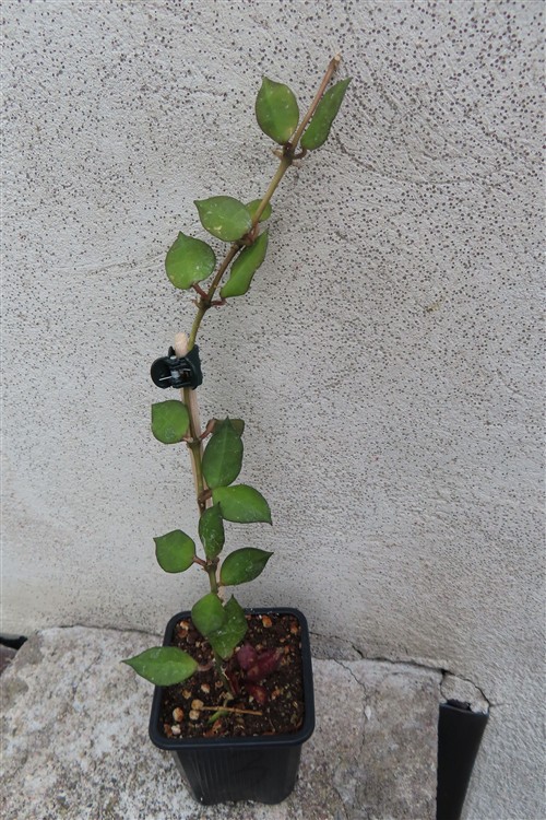 Hoya krohniana Black Leaves