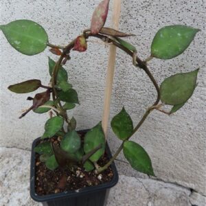 Hoya krohniana Black Leaves