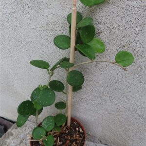 Hoya mathilde