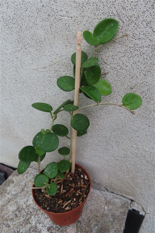 Hoya mathilde