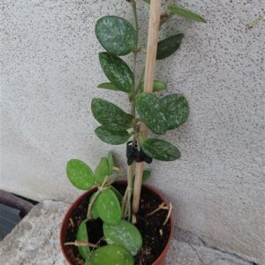 Hoya mathilde splash