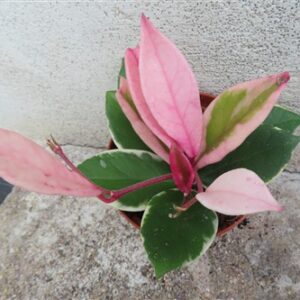 Hoya carnosa Flamingo Dream