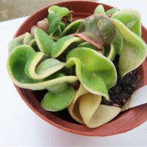 Hoya carnosa compacta regalis