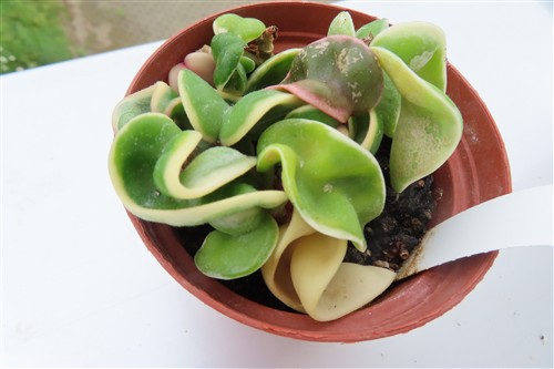 Hoya carnosa compacta regalis