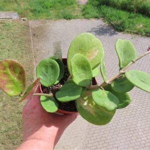 Hoya obovata