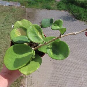 Hoya obovata