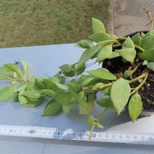 Hoya lacunosa mint