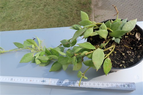 Hoya lacunosa mint