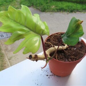 Philodendron Mayoi