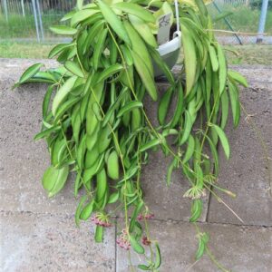 Hoya wayetii