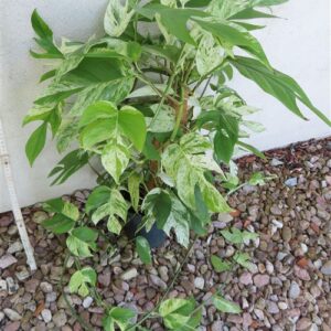 Epipremnum pinnatum marble variegata
