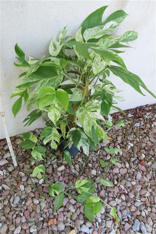 Epipremnum pinnatum marble variegata