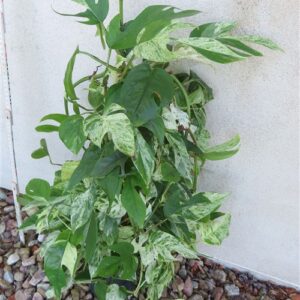 Epipremnum pinnatum marble variegata