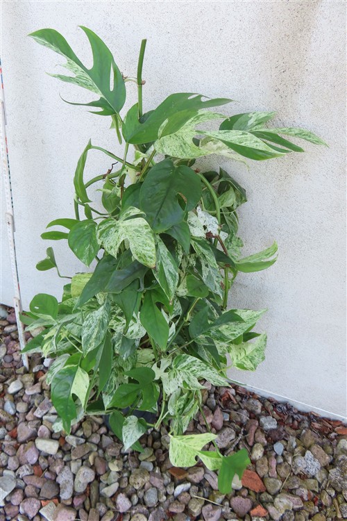 Epipremnum pinnatum marble variegata