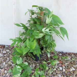 Epipremnum pinnatum marble variegata