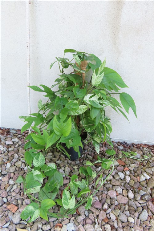 Epipremnum pinnatum marble variegata