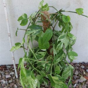 Epipremnum pinnatum marble variegata