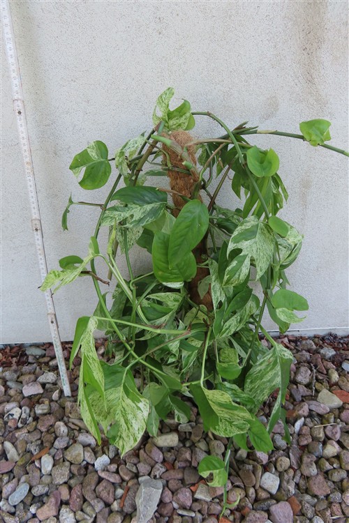 Epipremnum pinnatum marble variegata
