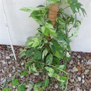 Epipremnum pinnatum marble variegata