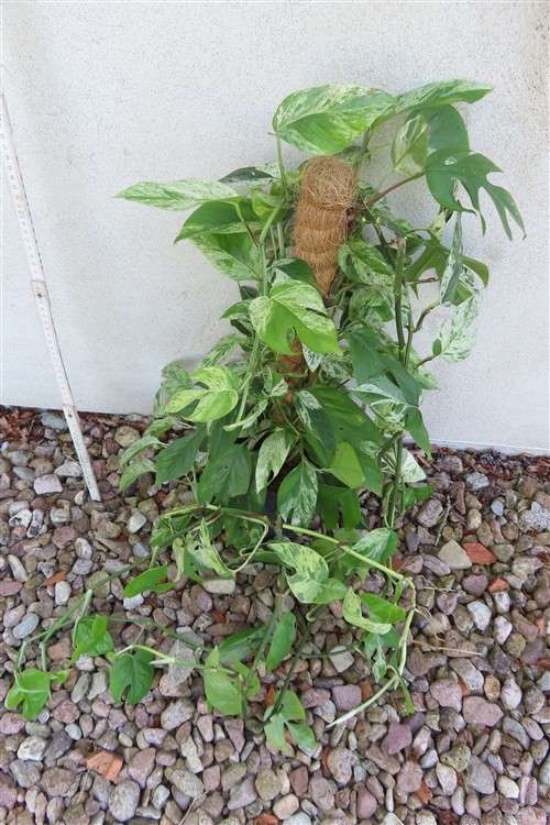 Epipremnum pinnatum marble variegata