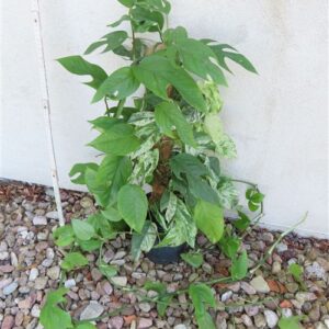 Epipremnum pinnatum marble variegata