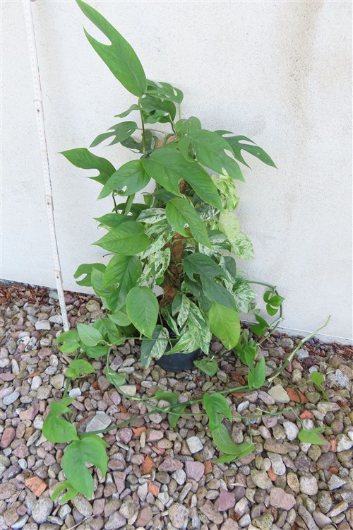 Epipremnum pinnatum marble variegata