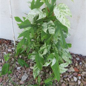 Epipremnum pinnatum marble variegata