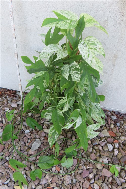 Epipremnum pinnatum marble variegata