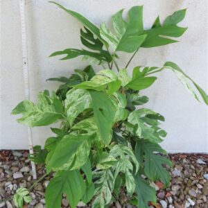Epipremnum pinnatum marble variegata