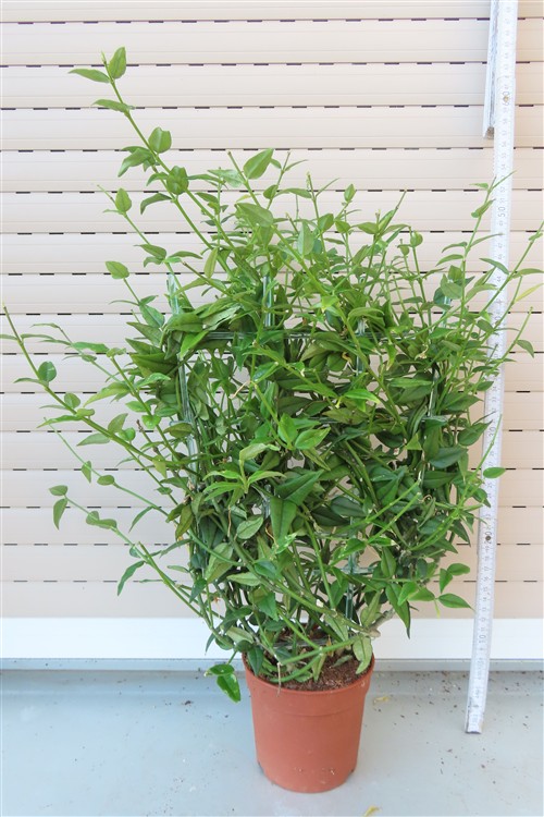 Hoya bella