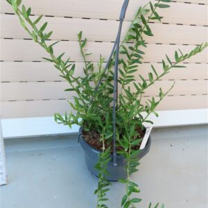 Hoya engleriana