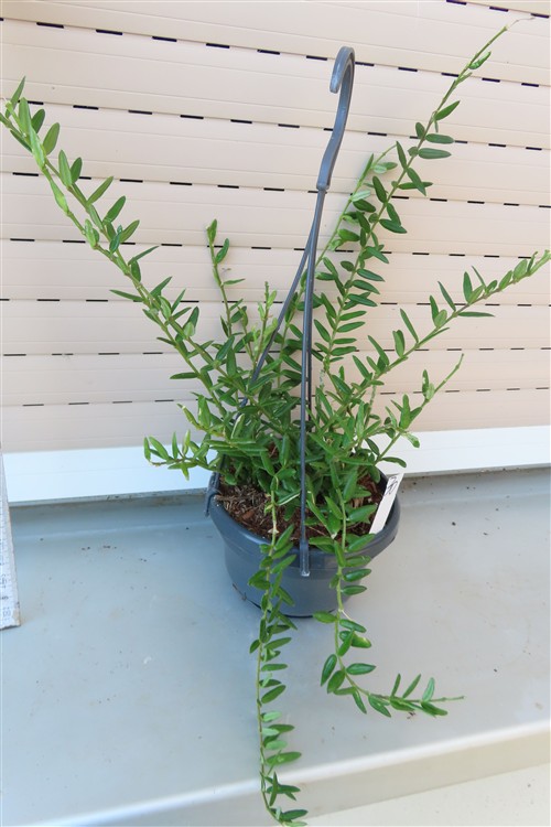 Hoya engleriana