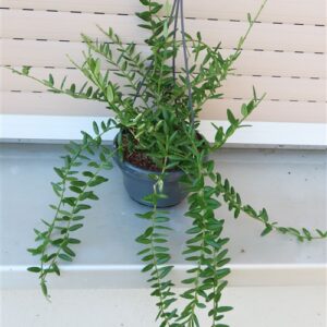Hoya engleriana