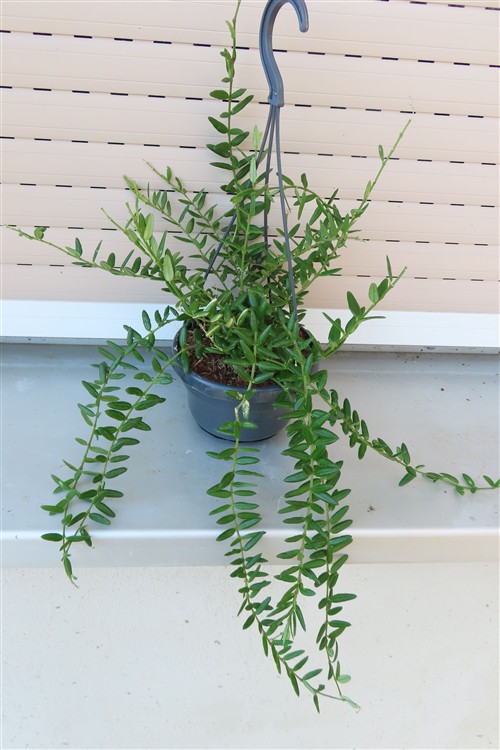 Hoya engleriana