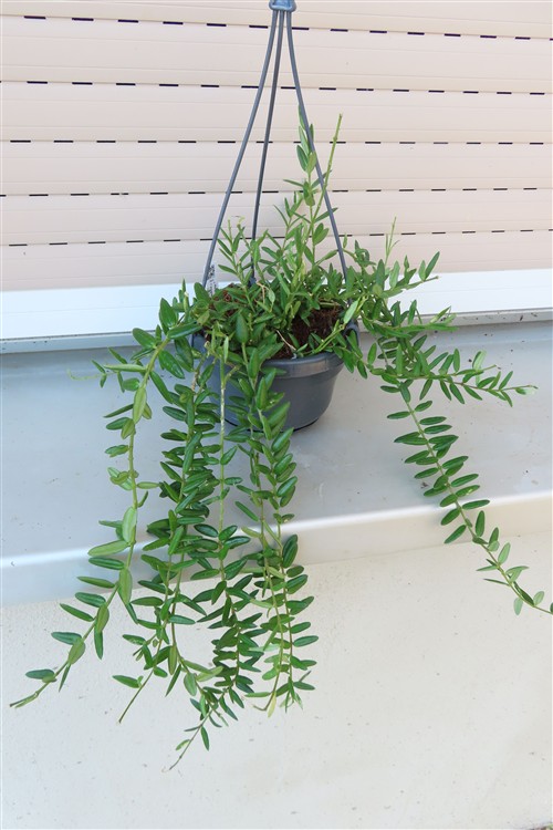 Hoya engleriana