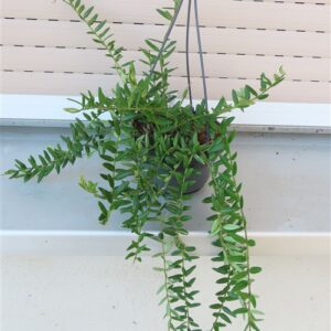 Hoya engleriana